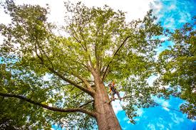 Best Tree Trimming and Pruning  in Floydada, TX