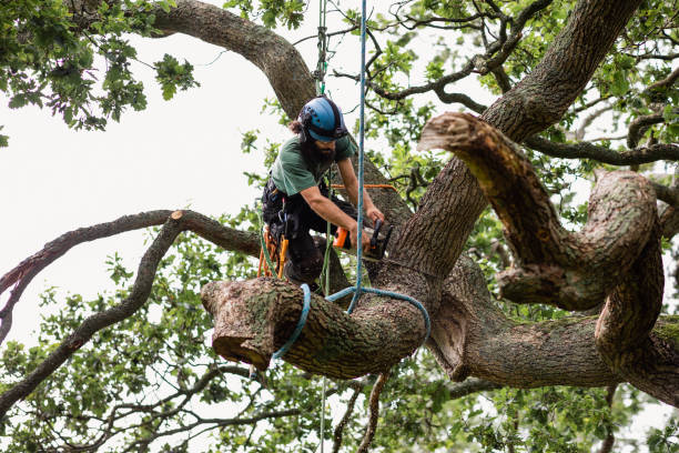 Best Storm Damage Tree Cleanup  in Floydada, TX