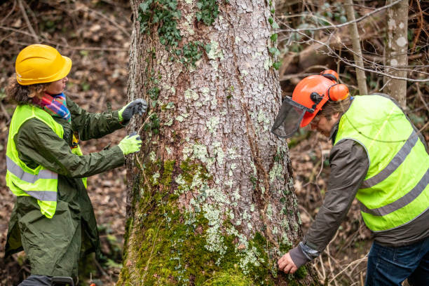 Best Tree Health Inspection  in Floydada, TX