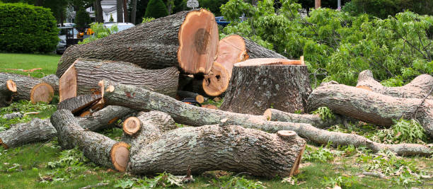 Best Tree Removal  in Floydada, TX