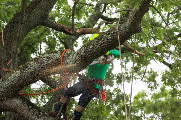 Best Palm Tree Trimming  in Floydada, TX