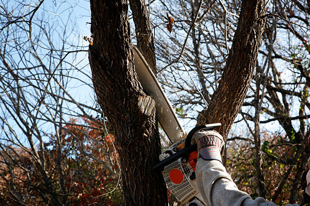 Best Tree Maintenance Programs  in Floydada, TX