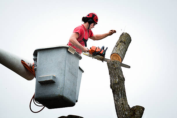 Best Fruit Tree Pruning  in Floydada, TX